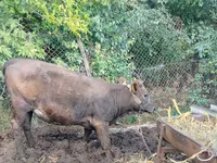 母牛, Cattle — 照片 1
