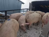 Sow, Pigs — photo 5