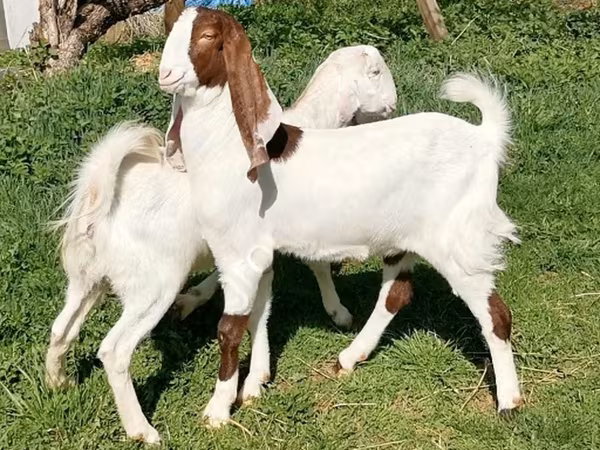 Koza, Nubian Goat