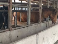 Caballo, Horse breed — foto 5