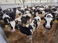 Bull, Holstein breed — photo 8