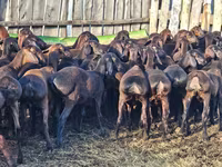 Baran, Hissar sheep — zdjęcie 3