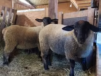 Owca, Baerchuke sheep — zdjęcie 2