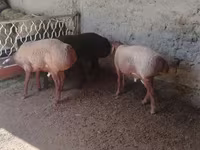 Ram, Arashan sheep — photo 4