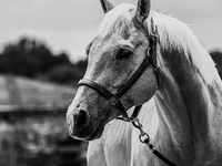 Koń, Quarter Horse — zdjęcie 4