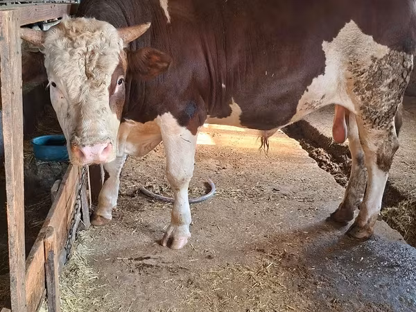 Byk, Simmental cattle