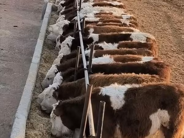 Cow, Cattle