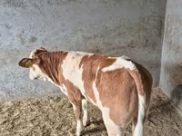 Bull, Simmental cattle — photo 3