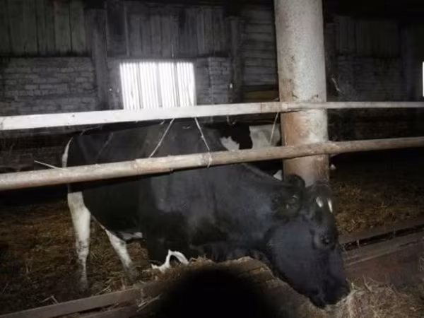 Vaca, Russian Black pied cattle