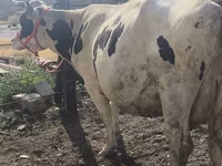 Cow, Russian Black pied cattle — photo 8