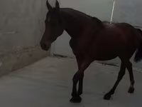 Kobyła, Anglo-Arabian — zdjęcie 5