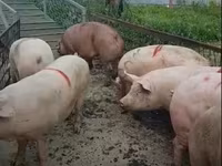 Sow, Pigs — photo 7