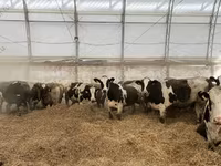 Vaca, Raza Holstein — foto 2