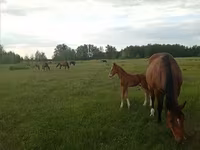 Kobyła, American shetland pony — zdjęcie 8