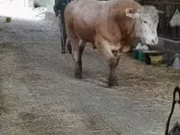 Byk, Blonde d’Aquitane cattle — zdjęcie 1
