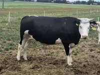Vaca, Raza Holstein — foto 2