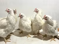 Chickens — الصورة 5