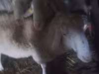 Baran, Assaf sheep — zdjęcie 2