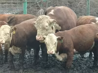 Byk, Rasa jerseyjska — zdjęcie 6