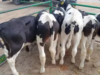Toro, Raza Holstein — foto 6