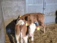 Bull, Simmental cattle — photo 4