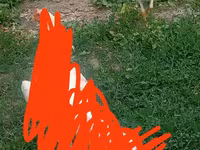 Kalifornijski szary — zdjęcie 6