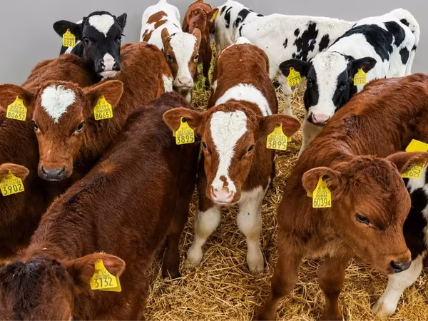 Bull, Cattle
