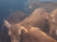 Bull, Cattle — photo 2