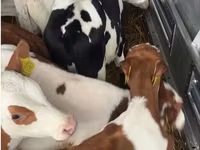 Byk, Simmental cattle — zdjęcie 1
