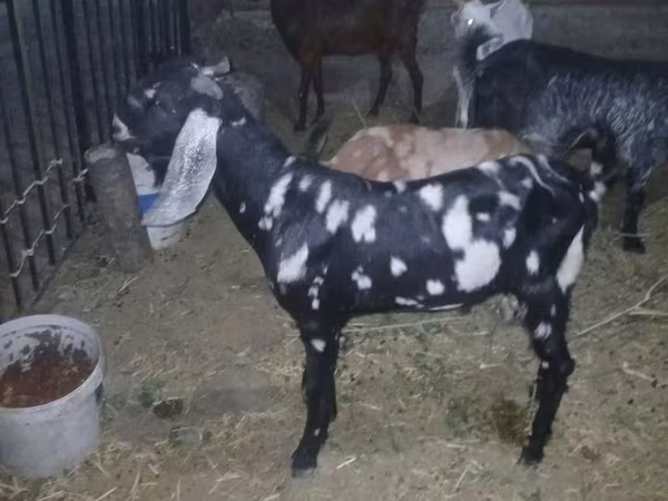 Kozioł, Beetal goats