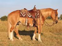 Koń, Gypsy horse — zdjęcie 5