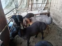 Ram, Rhon sheep — photo 1