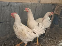 Brahma — foto 7