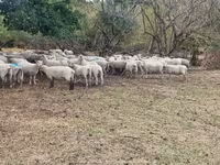Oveja, Baerchuke sheep — foto 3