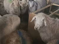 Schaf, Tian-Shan semifinewool sheep — Foto 3