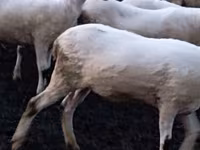 Owca, Tsigai sheep — zdjęcie 3