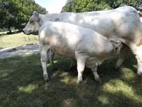 Krowa, Charolais cattle — zdjęcie 3