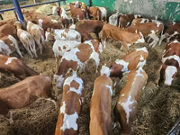 Bull, Simmental cattle — photo 2