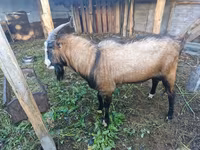 Kozioł, LaMancha goats — zdjęcie 3