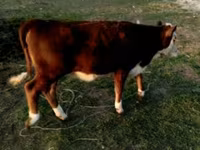 सांड, Swiss cattle — फ़ोटो 2