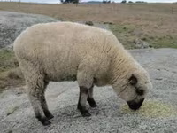 Widder, Hampshire sheep — Foto 4
