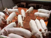 Locha, Świnie — zdjęcie 2