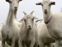 母羊, Sheep — 照片 5