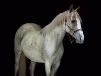 Mare, Quarter Horse — photo 2