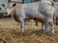 Byk, Charolais cattle — zdjęcie 4