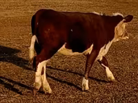 सांड, Swiss cattle — फ़ोटो 8