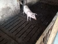 母猪, Дюрок — 照片 3