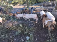 Boar, Pigs — photo 3