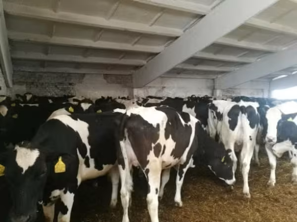 Krowa, Rasa holsztyńska — Rosja