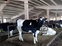 Byk, Russian Black pied cattle — zdjęcie 2